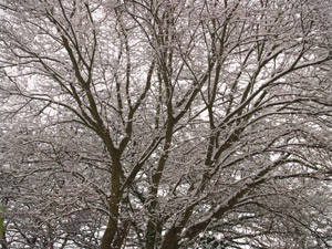 sneeuw2009-01